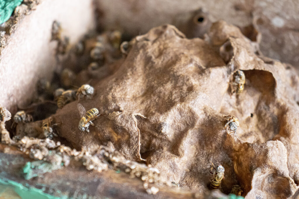 Abeja melipona 