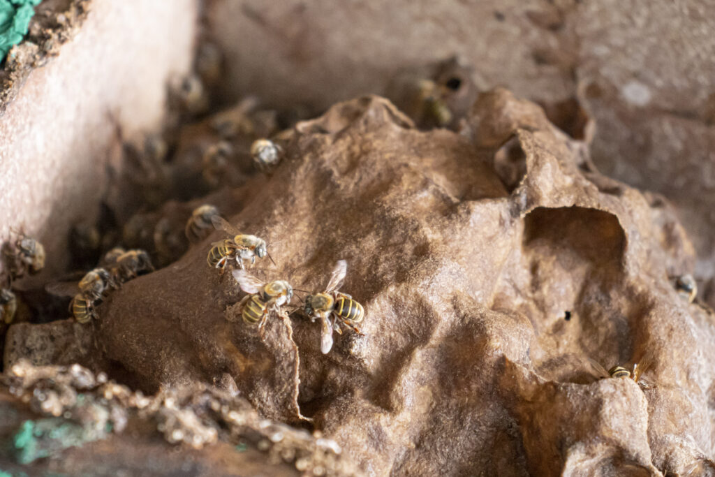 Abeja melipona